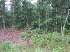 6043 Loch Loosa Drive 398
