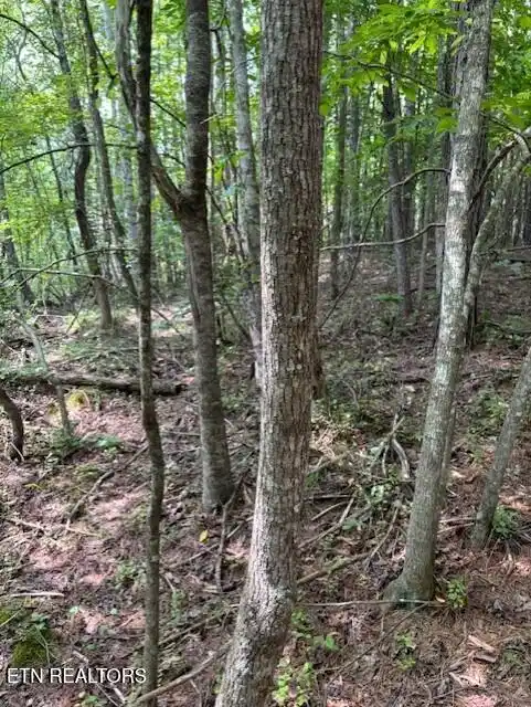 Image 1: Pic2
