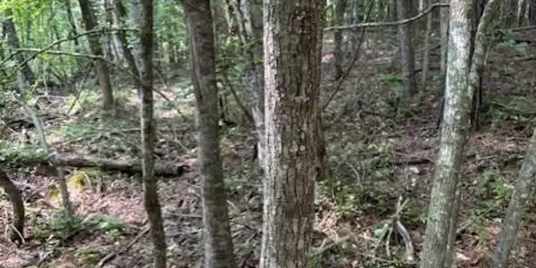 Indigo Bunting Drive