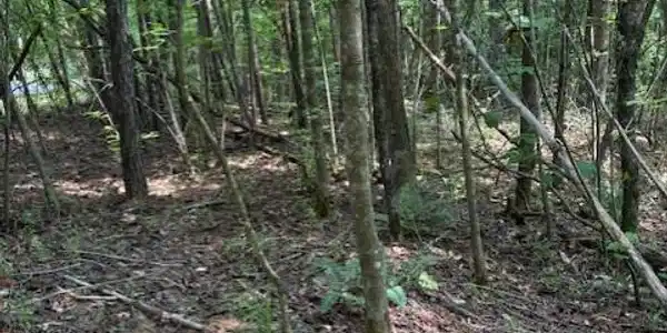 Image 2: Pic3