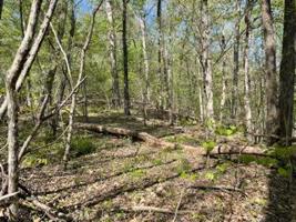 Lot 3 Diamond Branch Road
