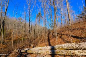 411 Bill Moser Rd Tract 7