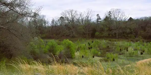 Driftwood Lane
