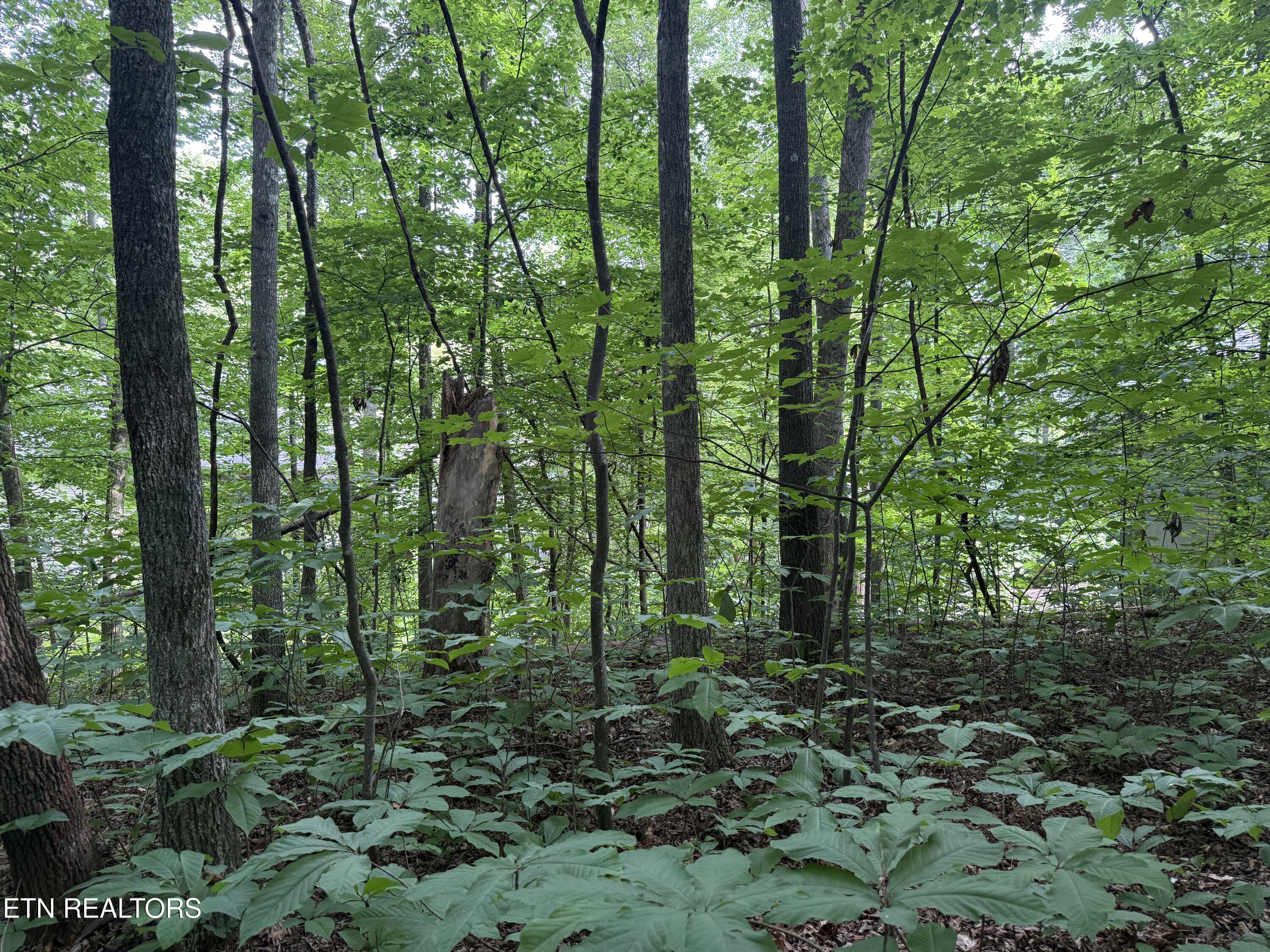 Image 4: IMG_4328