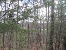 24 Ivydale Lane 7