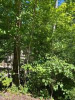 Lot 169 YOAKUM HOLLOW Rd