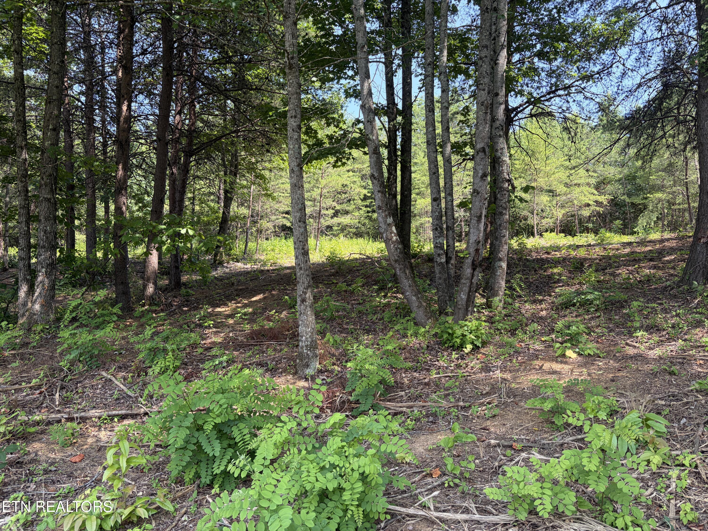 Image 2: IMG_0911