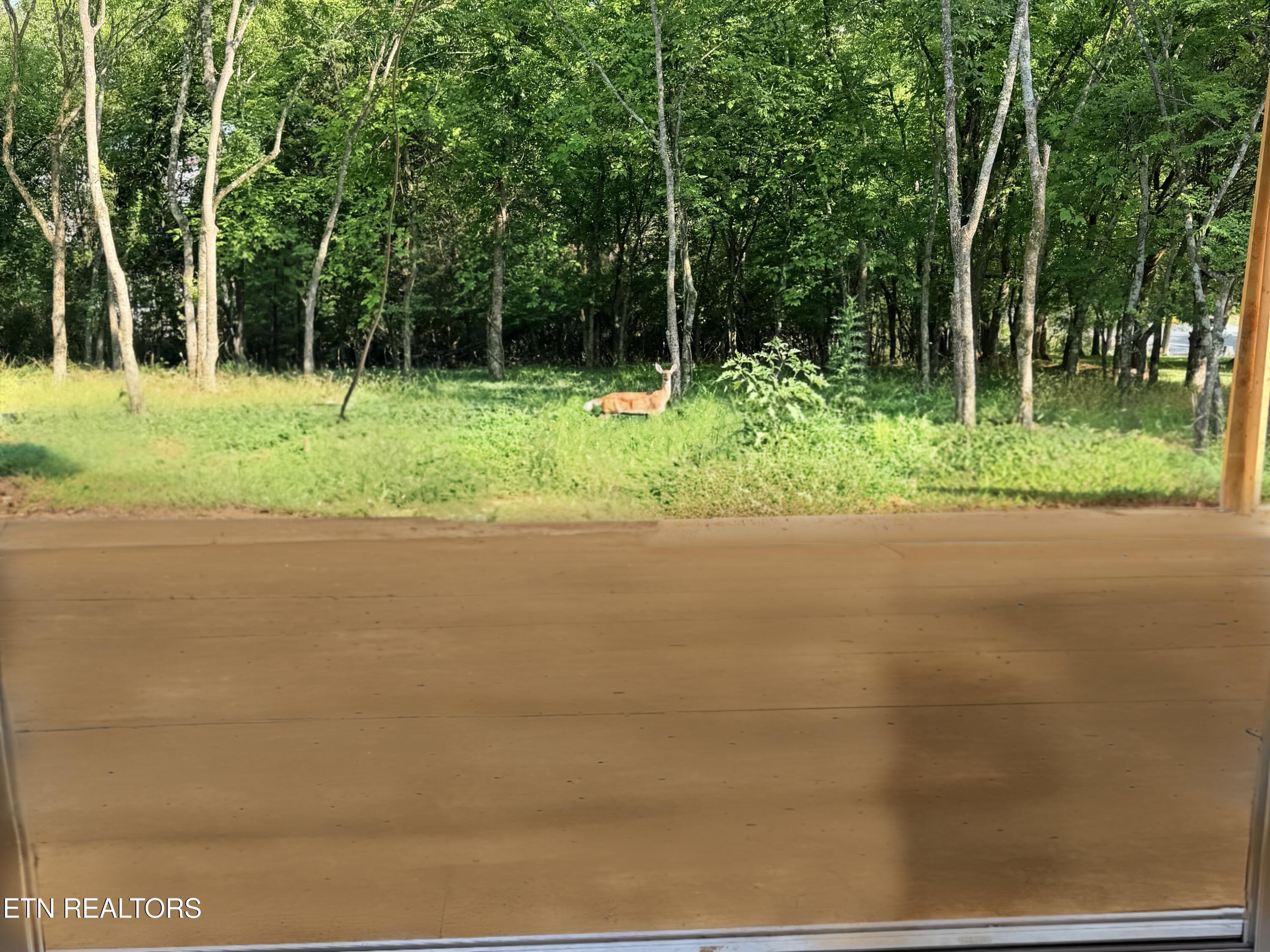 Image 4: Private backyard