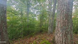 Lot 386 Mountain Shores Rd
