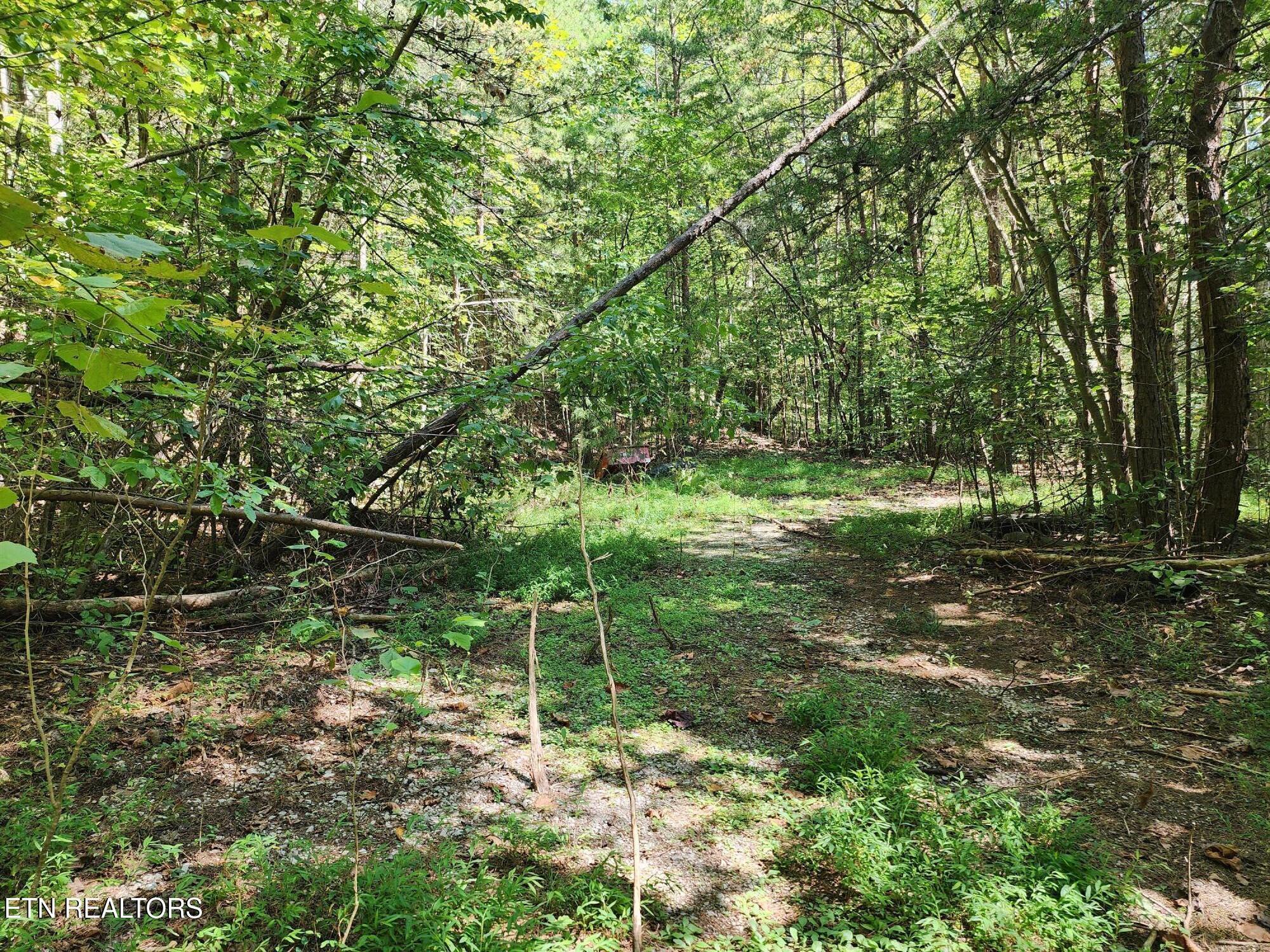 Image 4: Serene woodland
