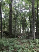 Lot 6 Rocky Top Rd 6