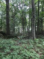 Lot 5 Rocky Top Rd 5