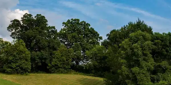 Lot 14 Espalier Drive