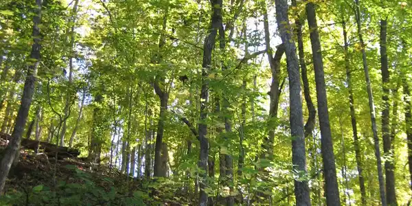Lot 24 Mill Drive