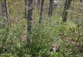Lot 89 Hutoha Drive