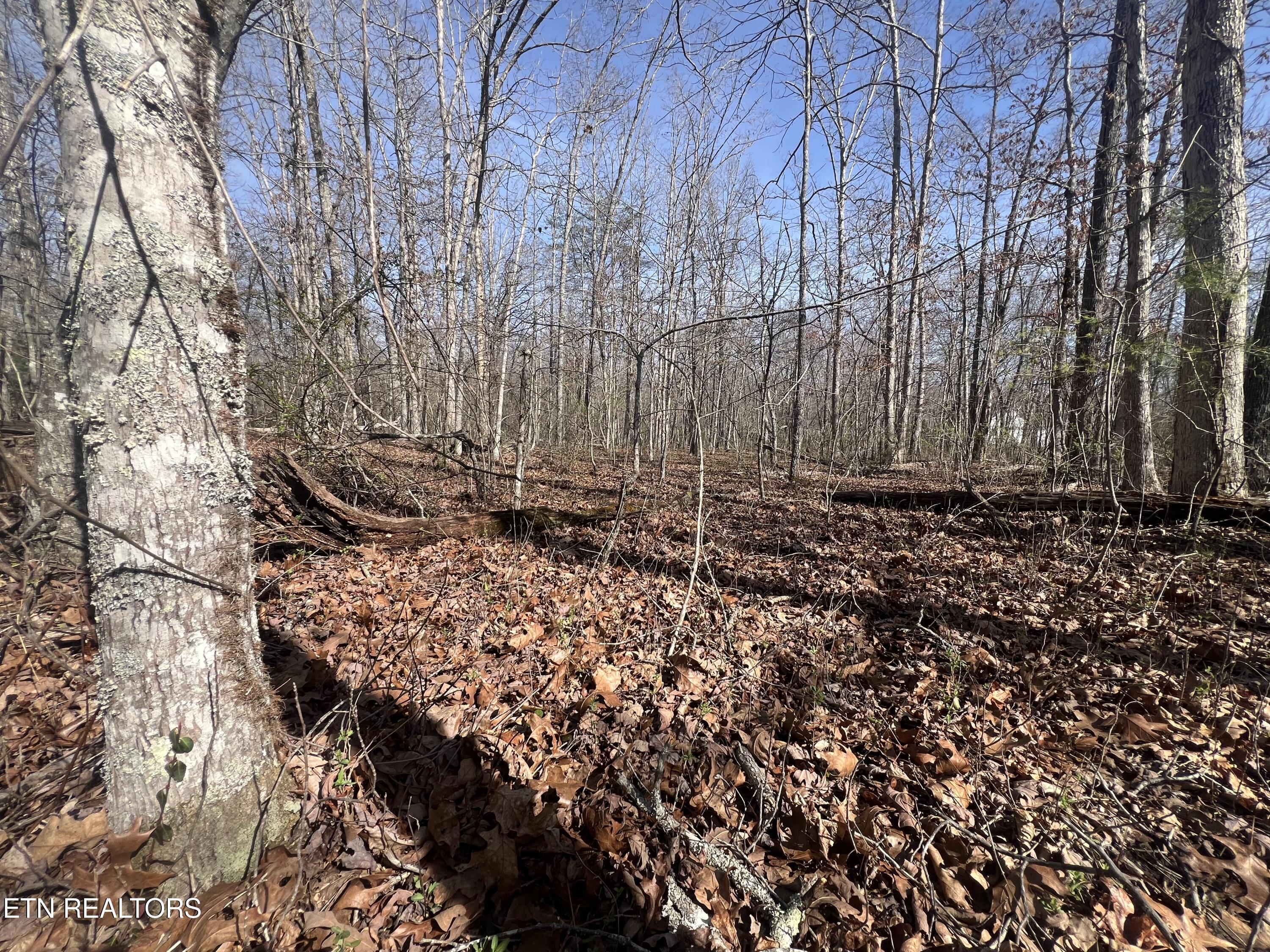 Image 4: IMG_0205