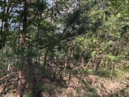 144 Tawny Oak Loop