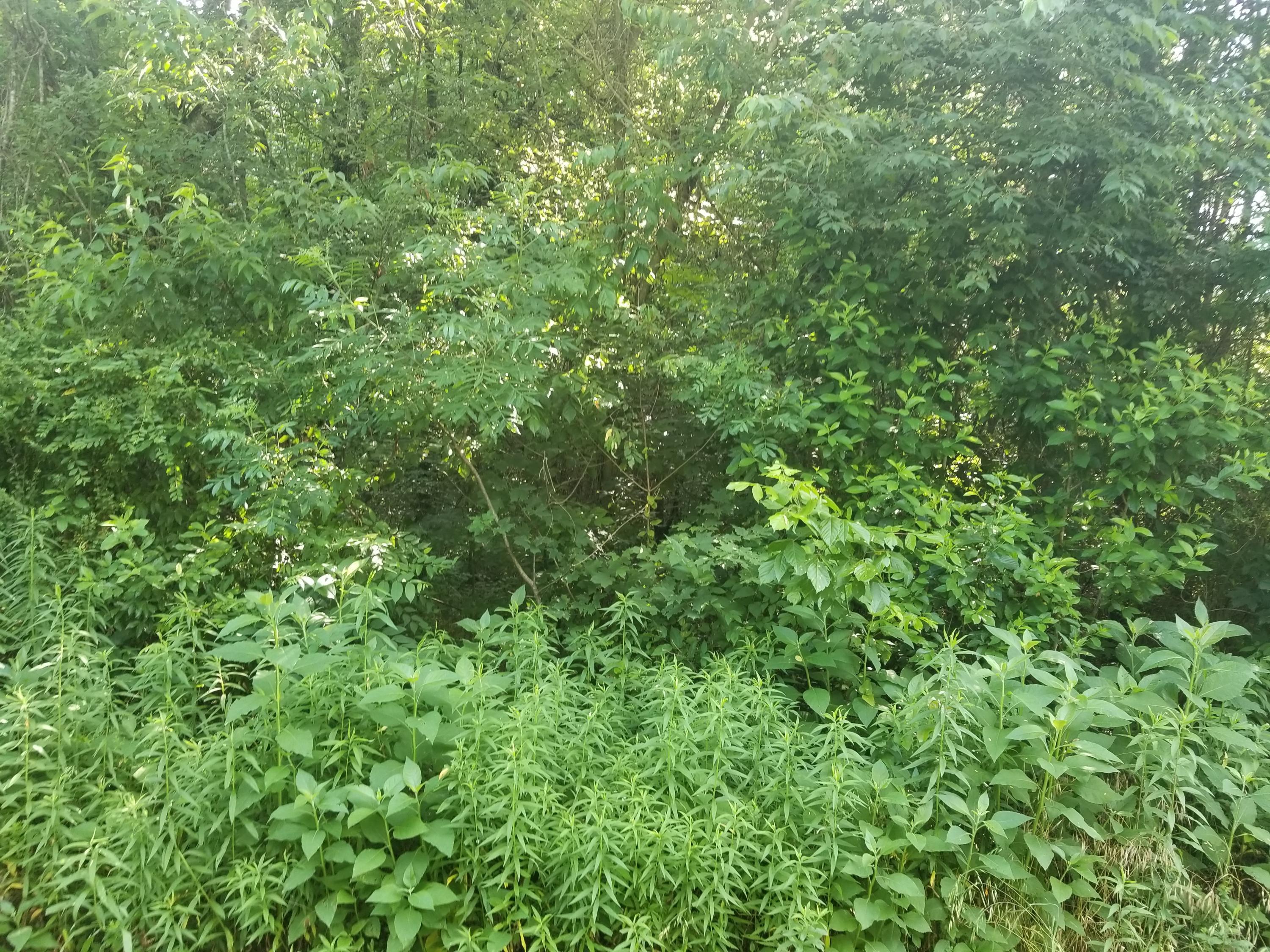 Image 1: 108 Utsesti way