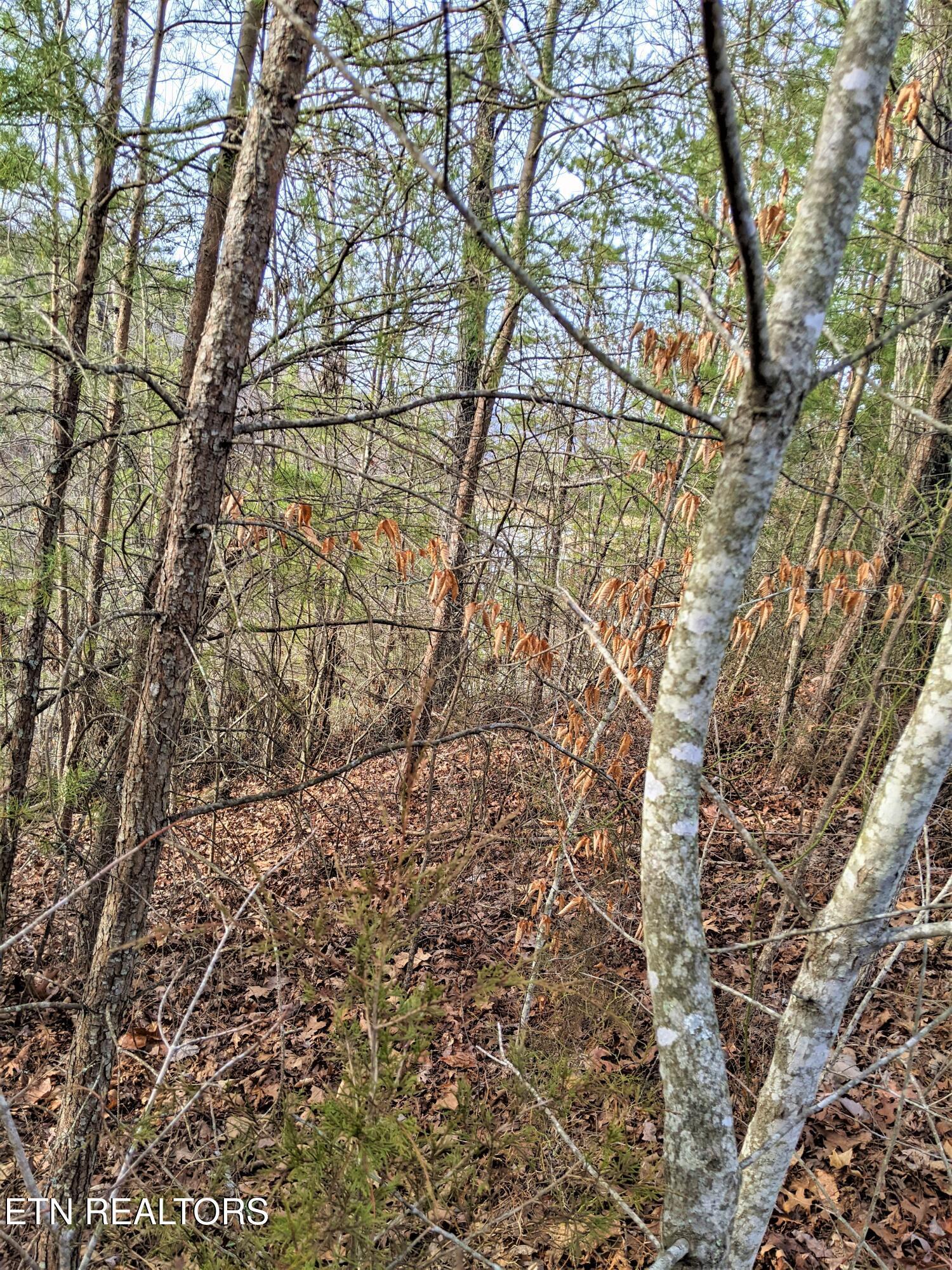 Image 1: Lake view from lot 121 from the street