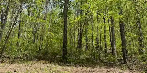 Cabin Rd