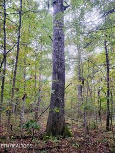 Lot 10 Cumberland Lakes Drive