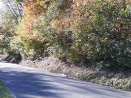Lovely Bluff Rd