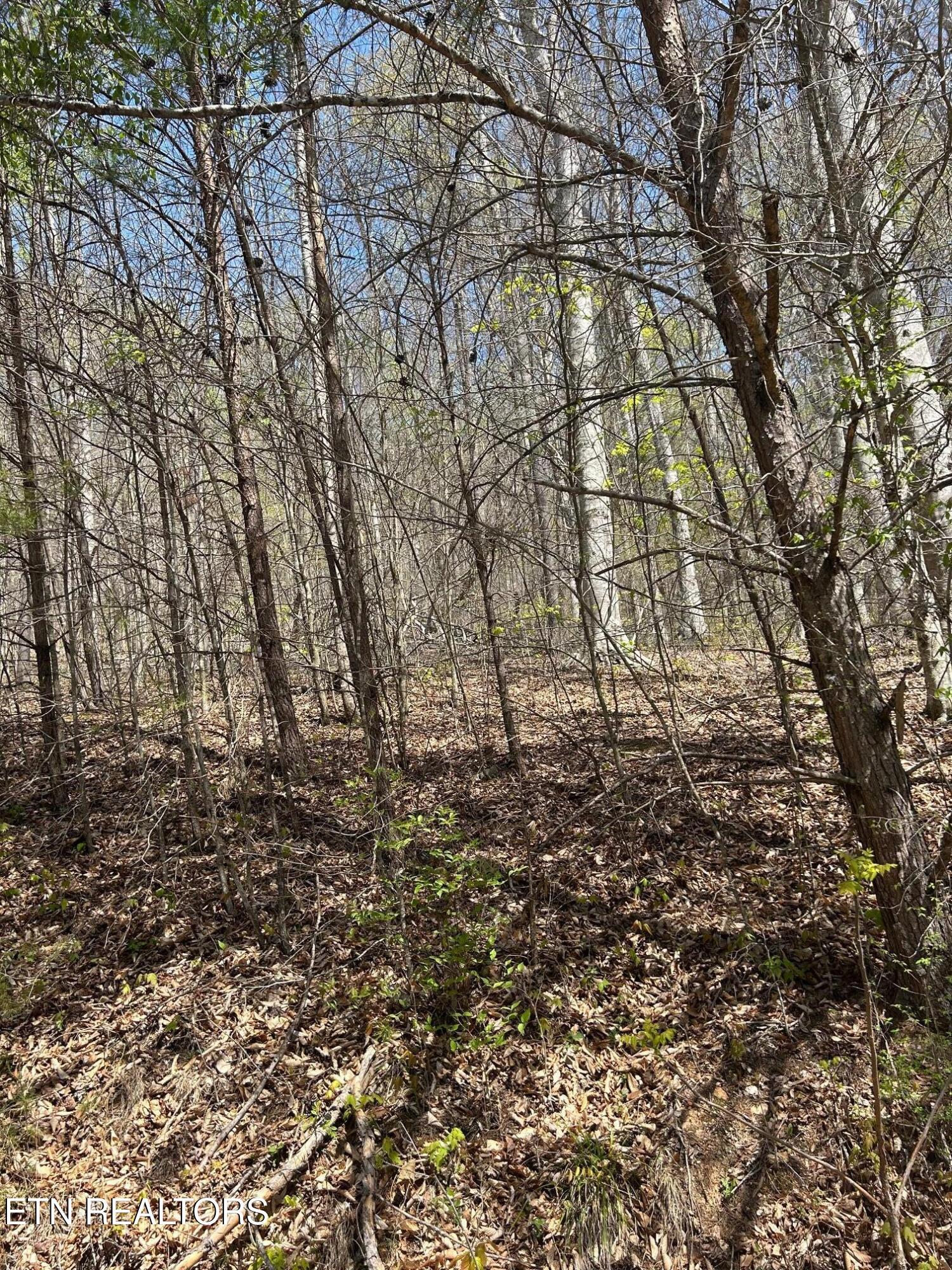 Image 1: IMG_1679 lot 3