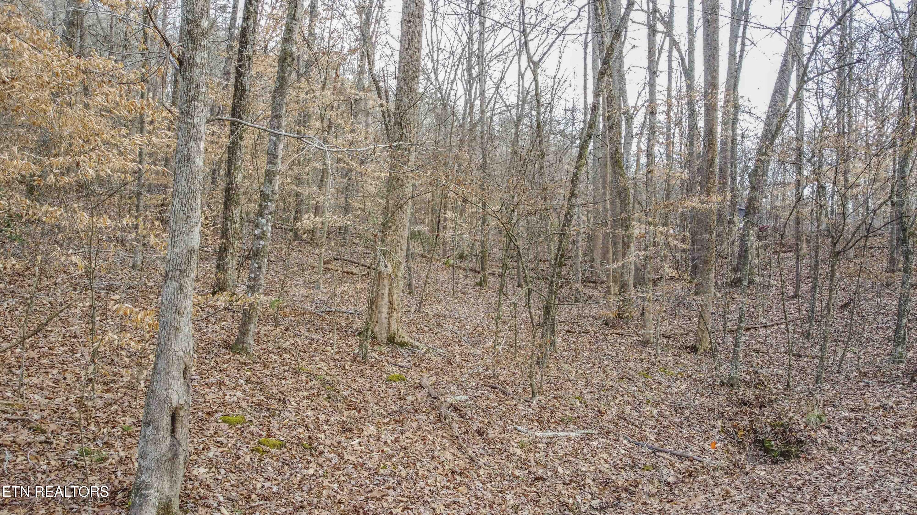 Image 4: Ground