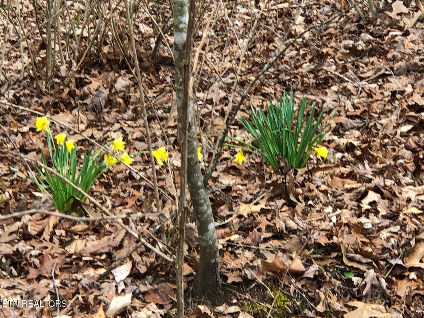Image 2: Daffodils are Blooming