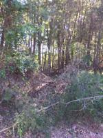 126 Valarian Drive 13