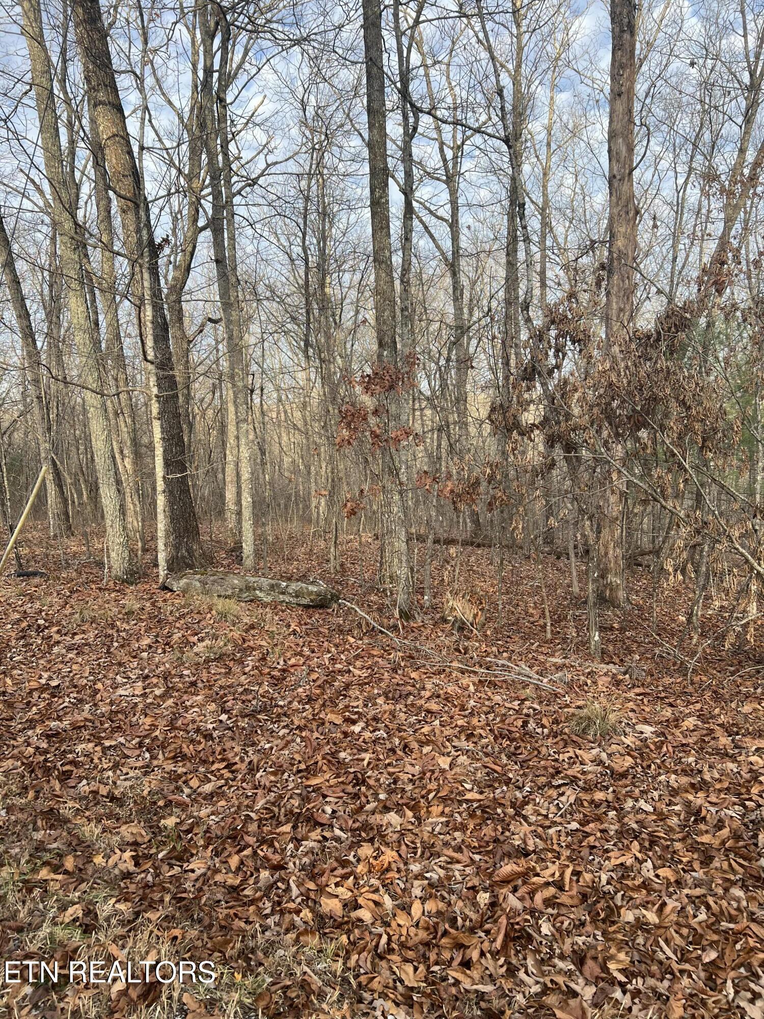 Image 2: IMG_0735