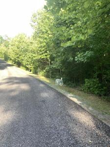 Stonebridge Drive
