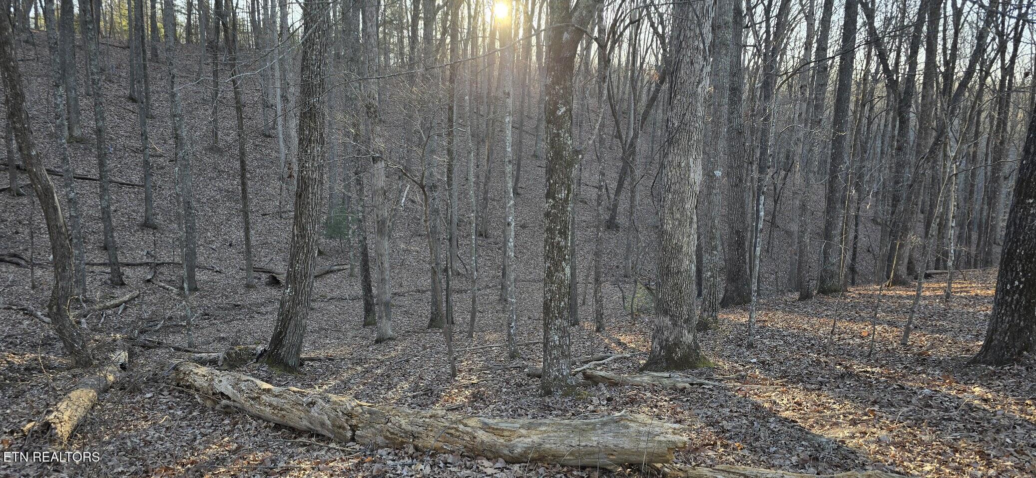 Image 1: WOODED LOT
