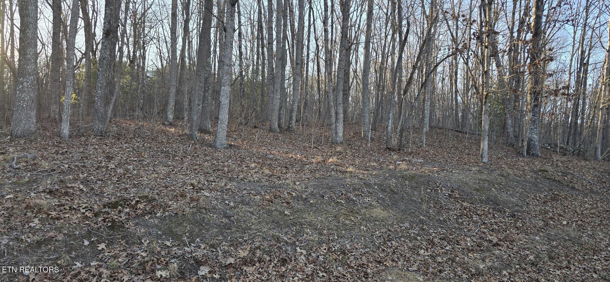Image 2: 119 PINERIDGE LOOP