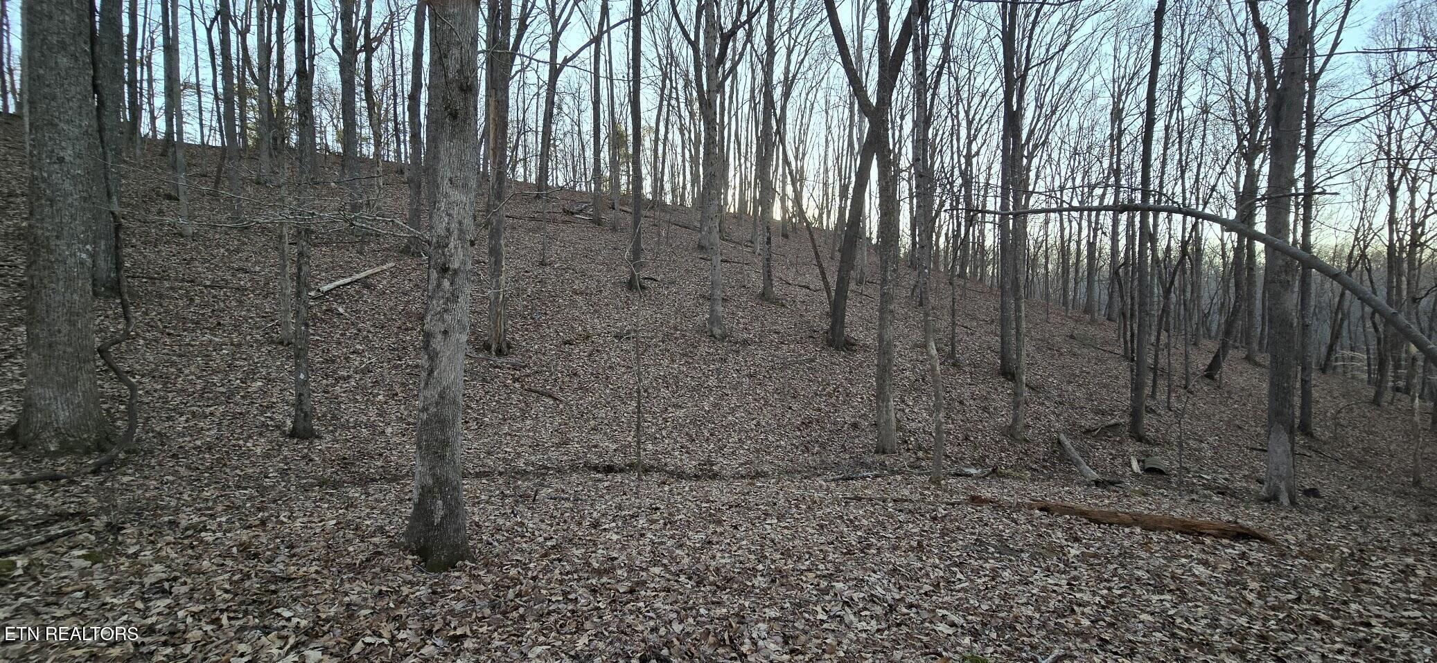 Image 3: WOODED LOT