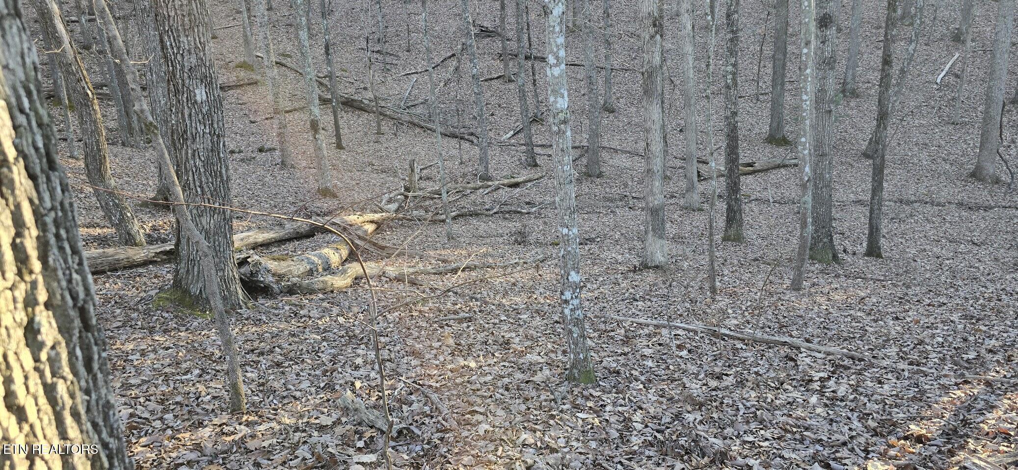Image 4: BEAUTIFUL SETTING