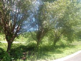Rhondas Way 1