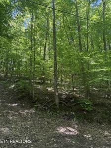 White Oak Lane