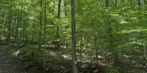 White Oak Lane