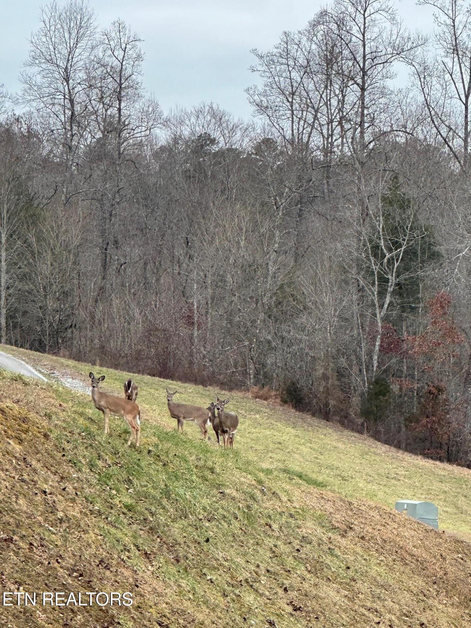 Image 4: Deer