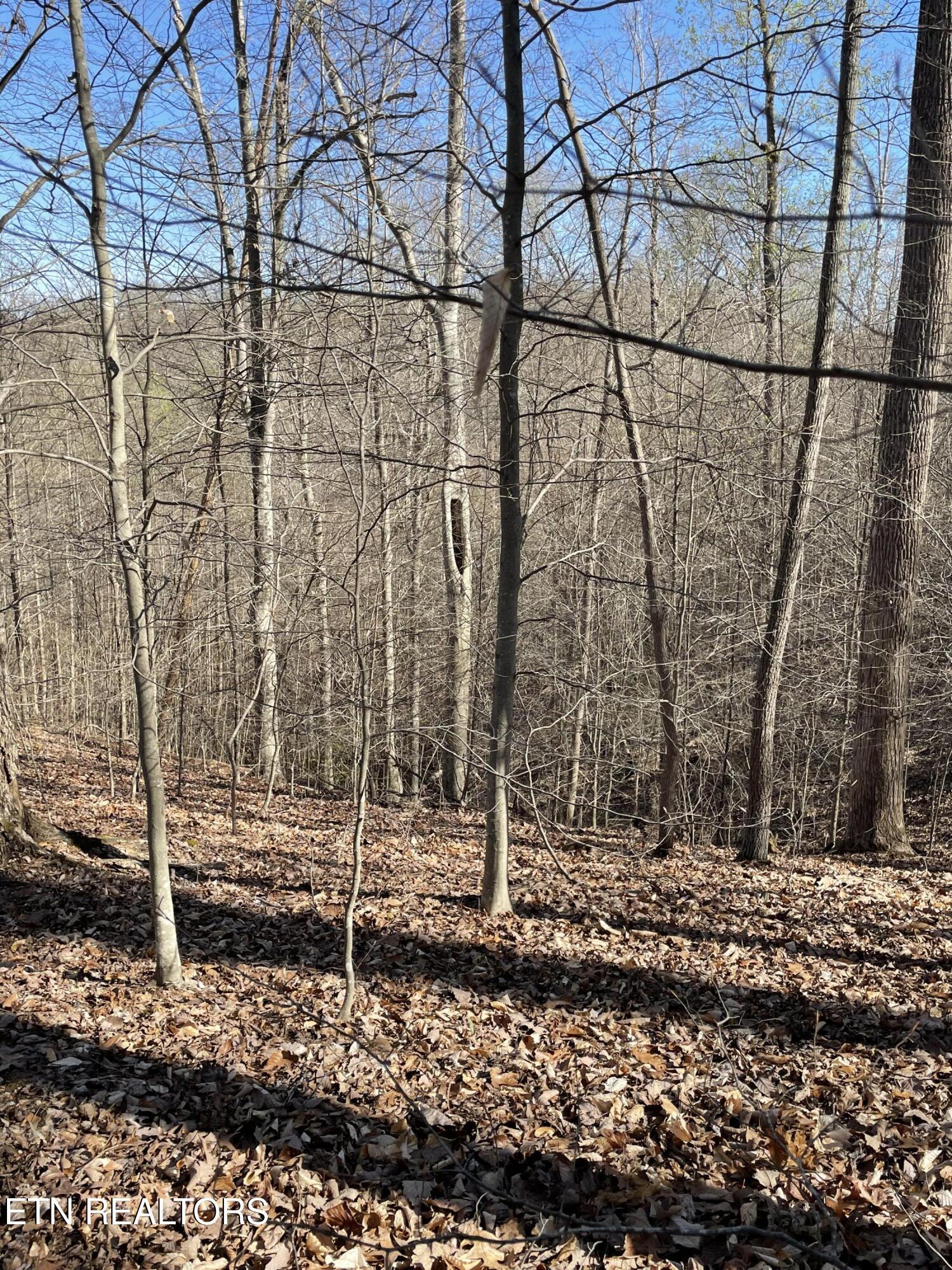 Image 2: land4