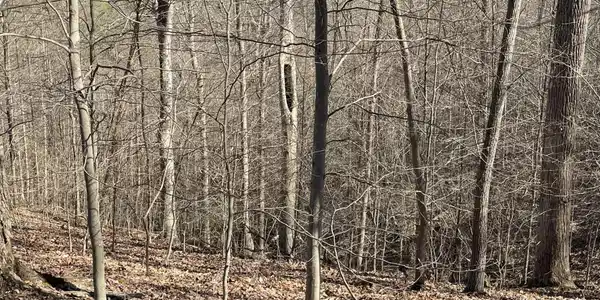 Image 2: land4