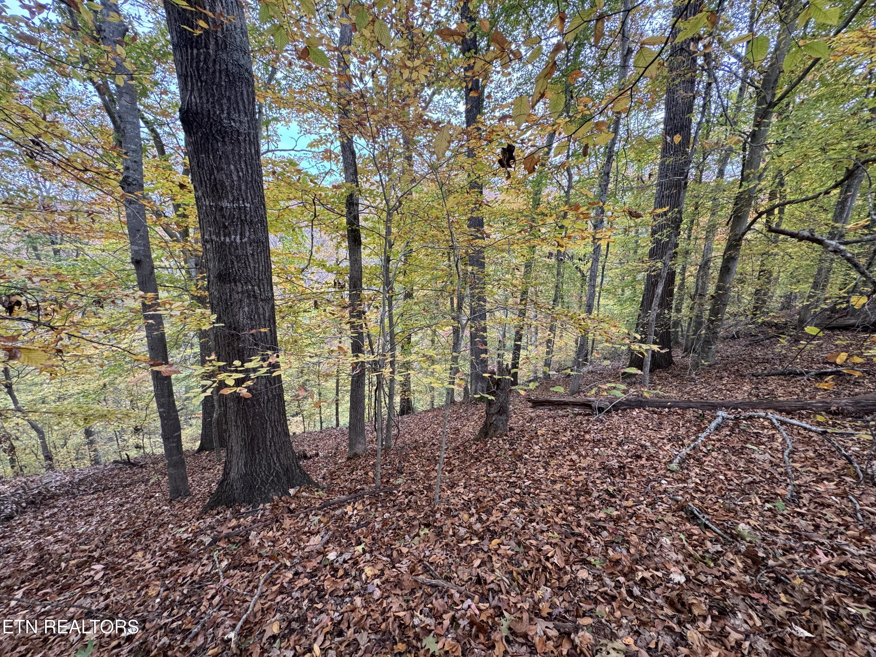 Image 4: IMG_1131