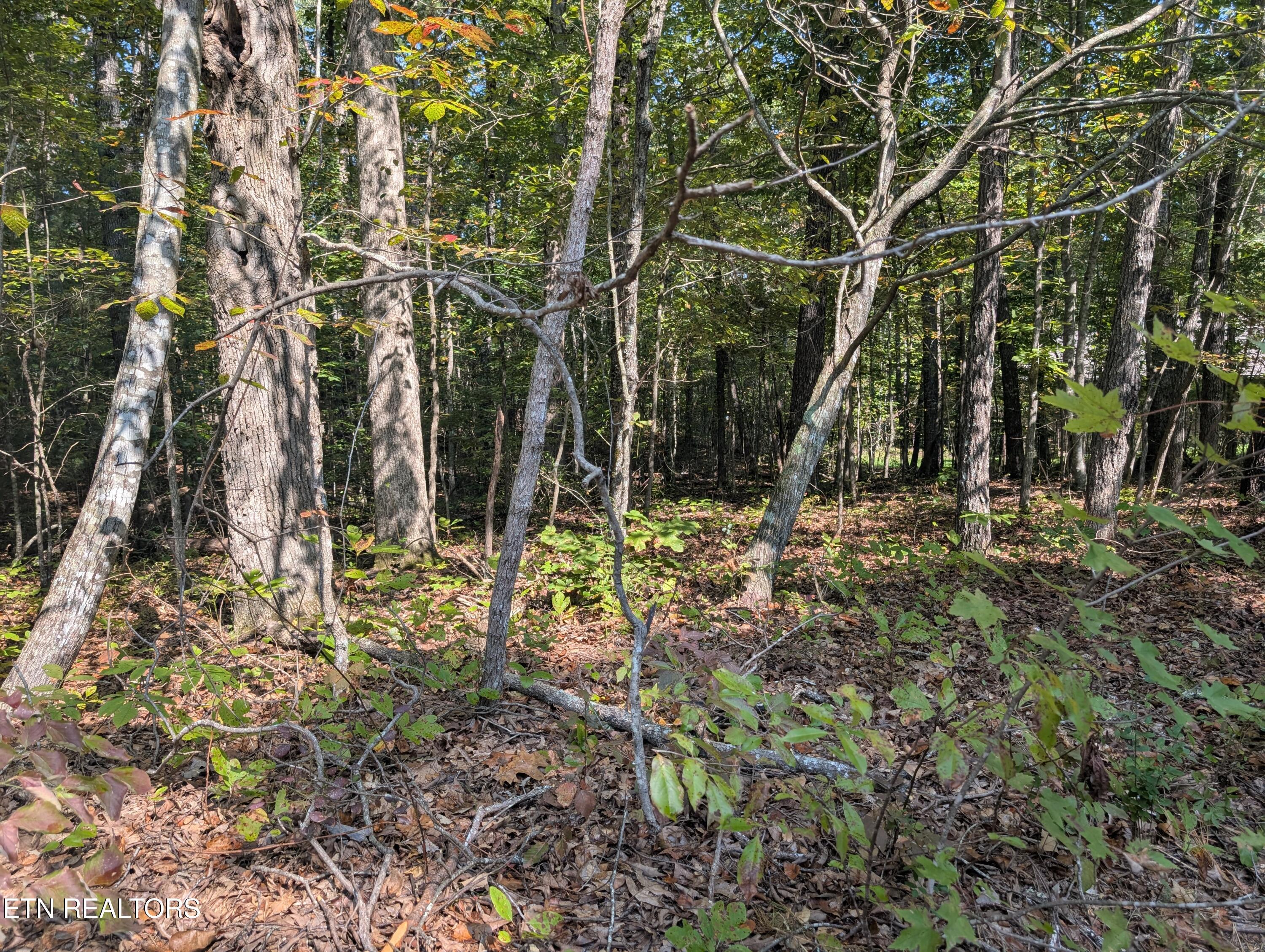 Image 3: Beachwood Drive