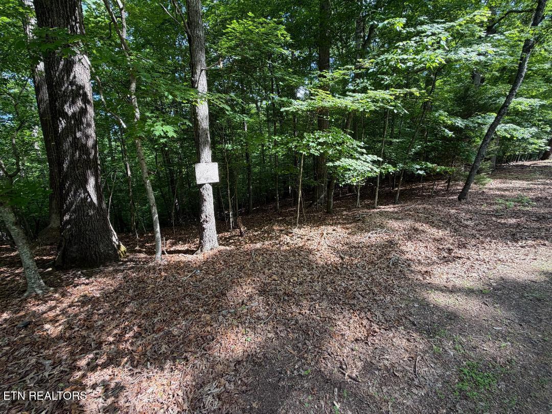 Image 2: lot 3 -2