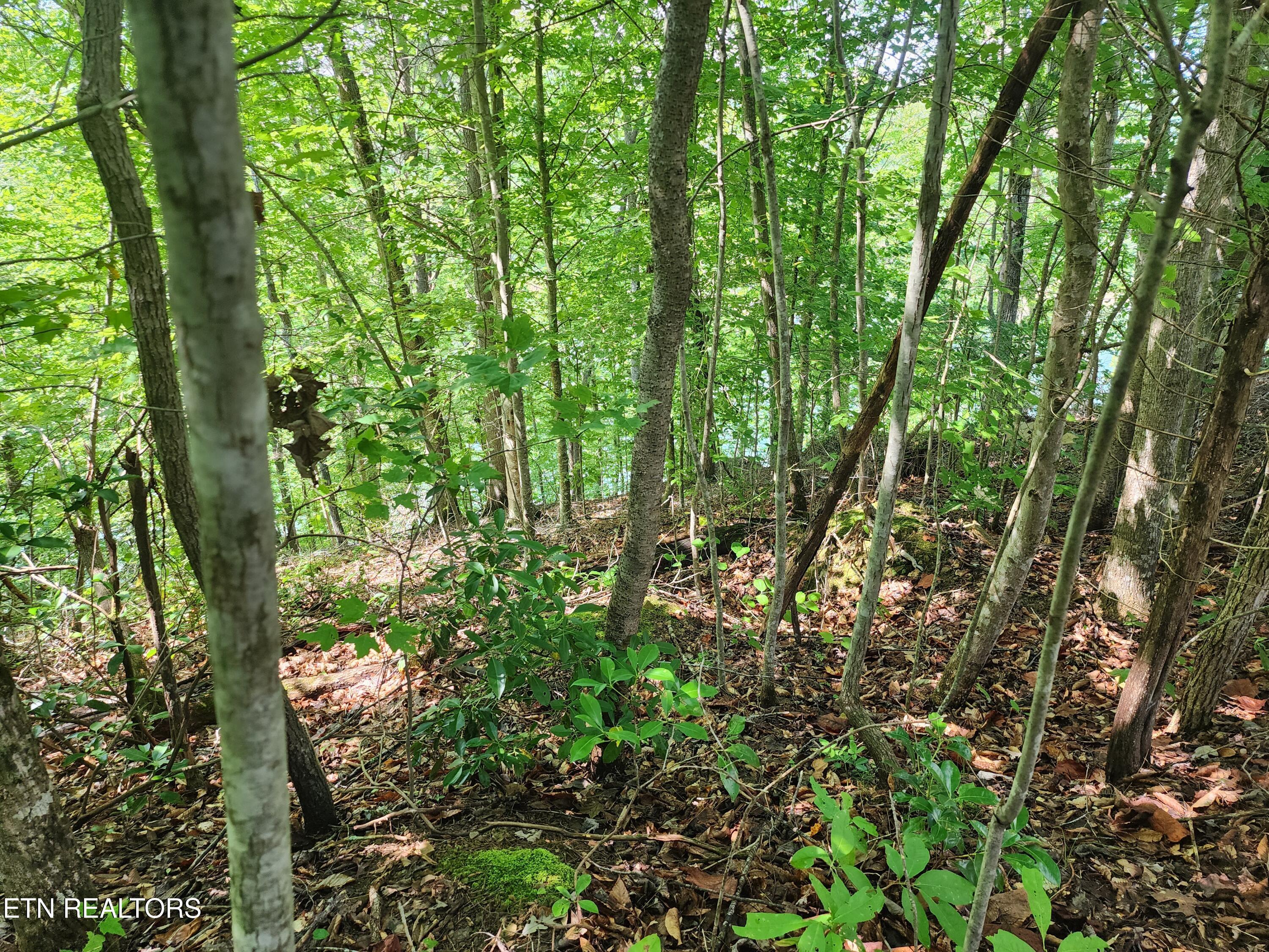 Image 3: 26 lot