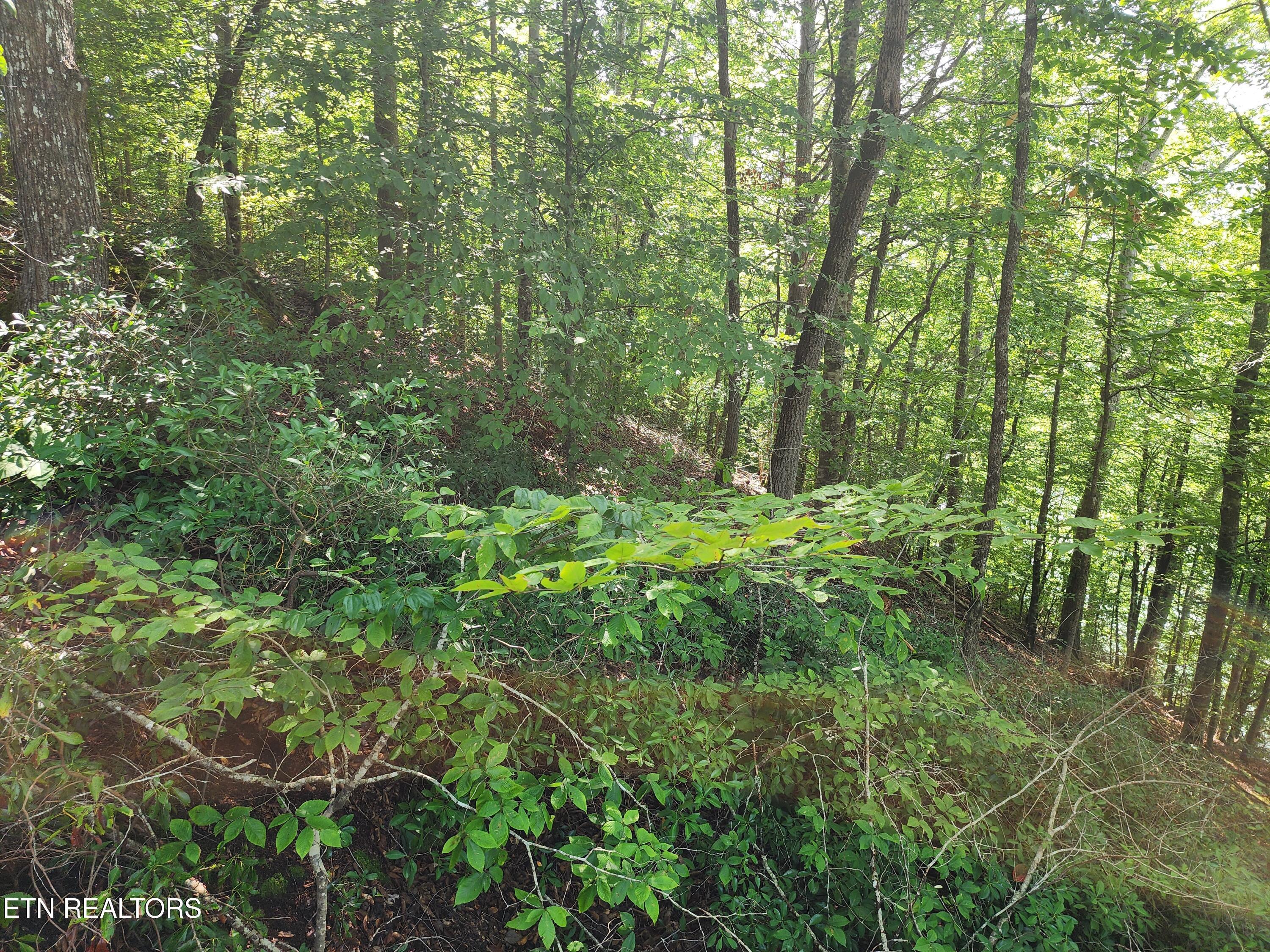 Image 4: Slope to water