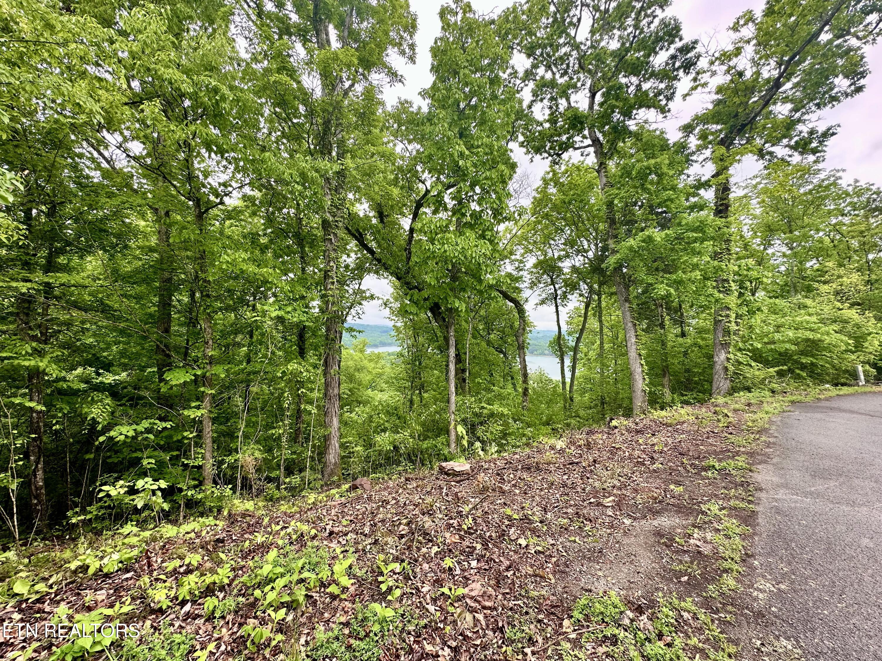 Image 4: Lot 731