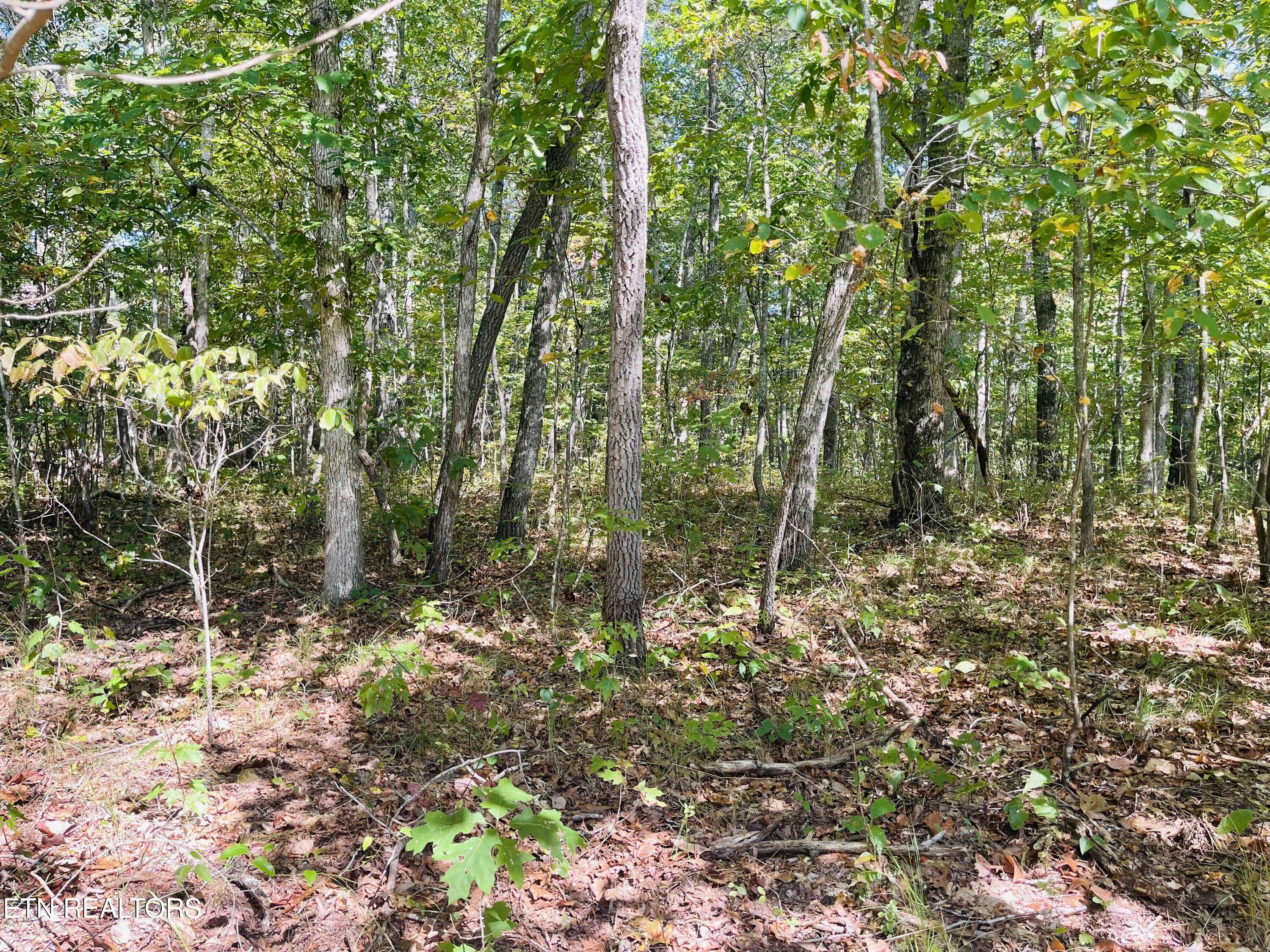 Image 4: IMG_1962
