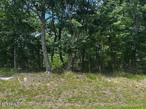 Image 4: WOODED LOT